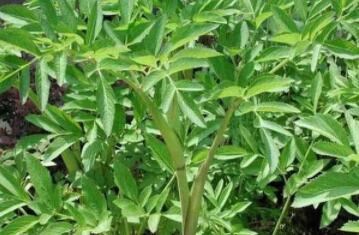 白芨種植發(fā)展前景怎么樣？